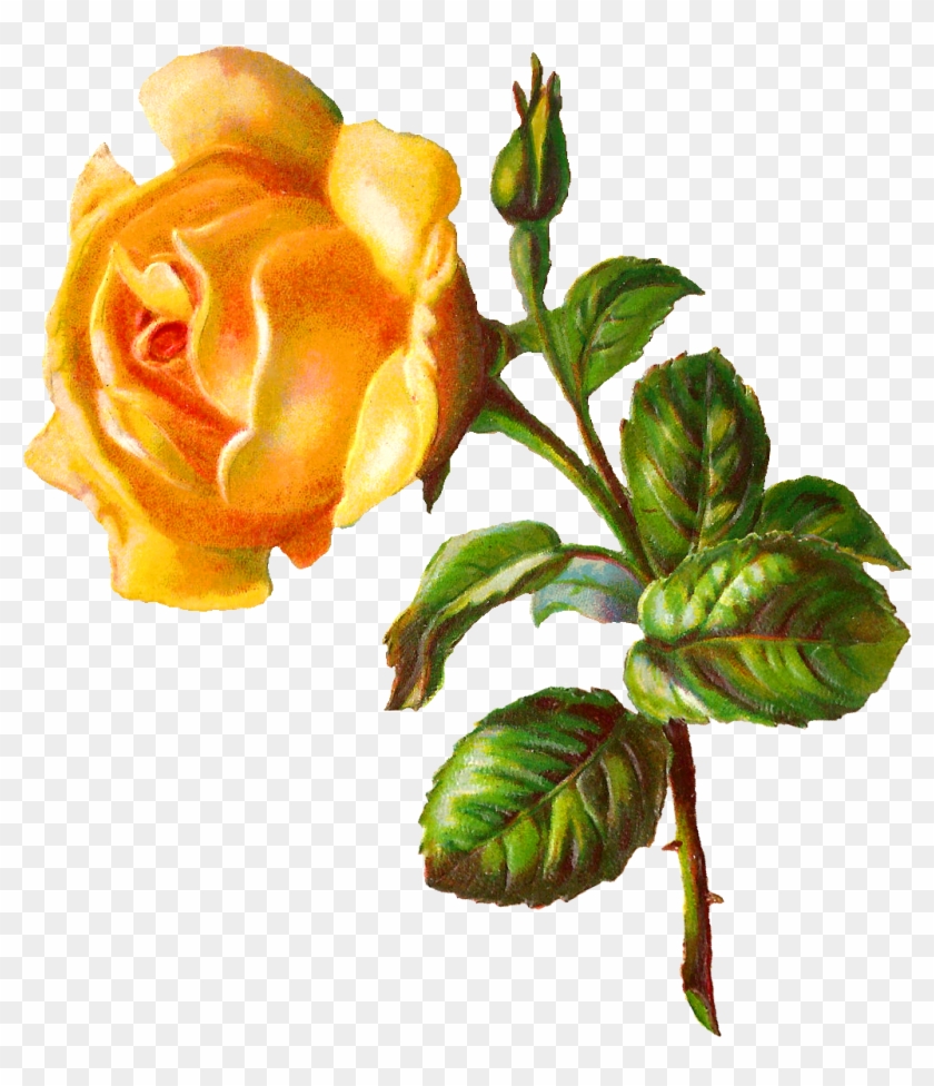 Digital Rose Clip Art - Floribunda #33128