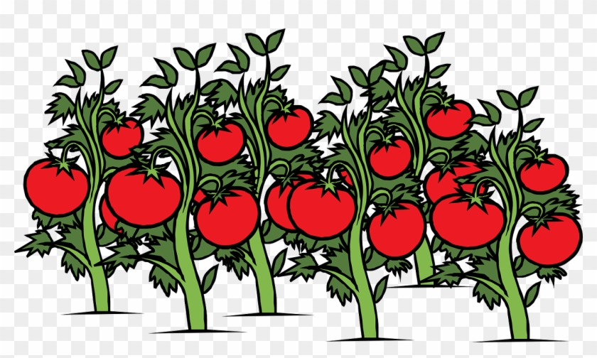 Plant Cliparts - Tomato Garden Clipart #33134