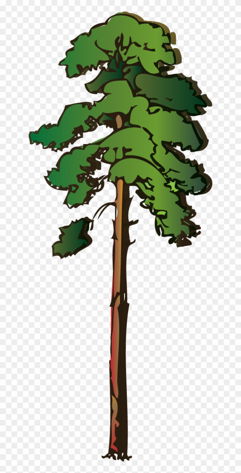 Tall Pine Tree Clipart - Red Wood Tree Clipart #33489