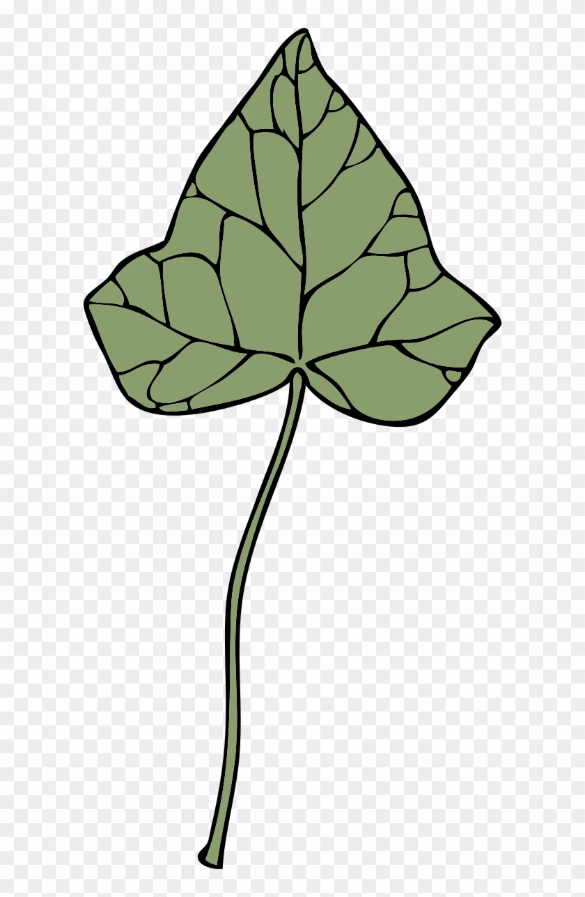 Ivy Leaf - Clip Art #33574