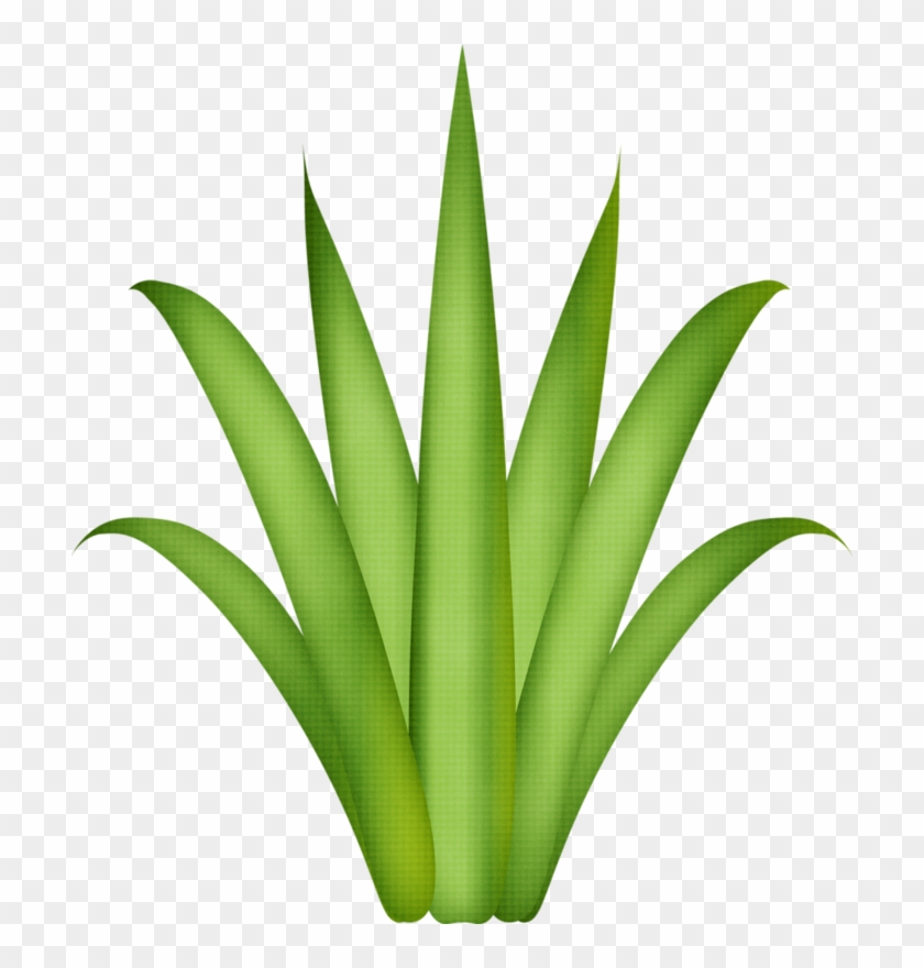 Drawing Treestree Drawingsflamingospaper Flowersgrassclip - Aloe Vera Plant Png #33740