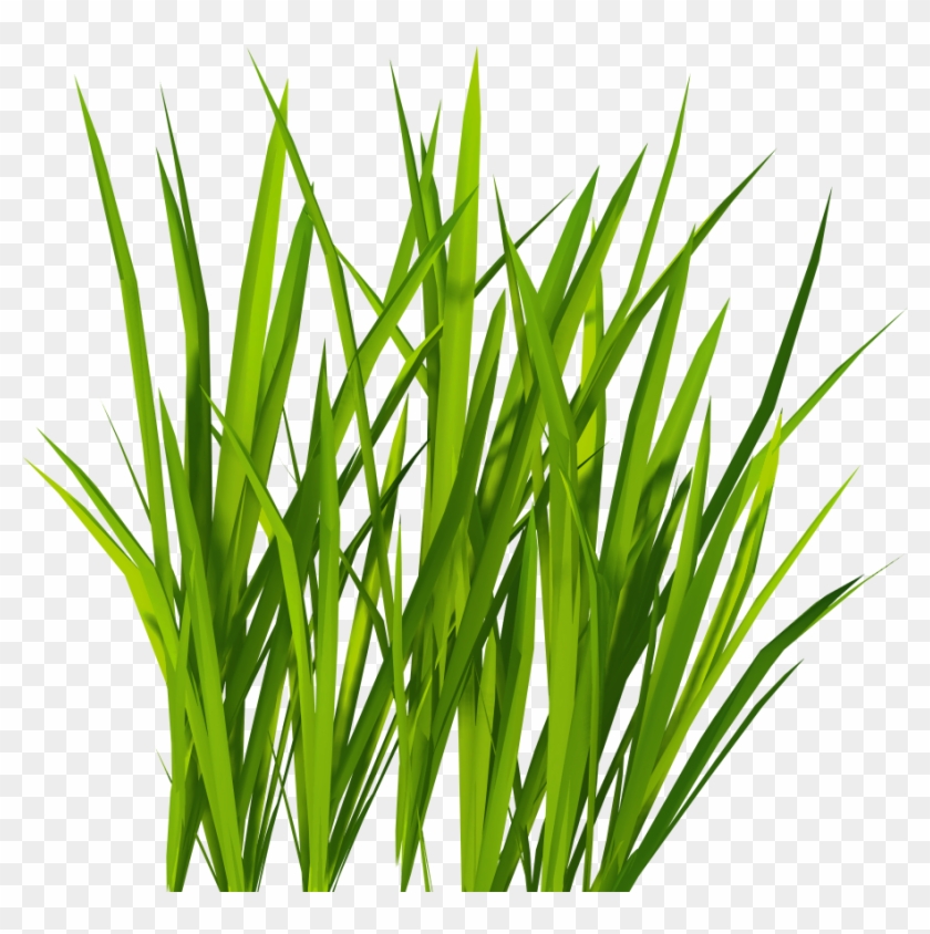 Grass Png Image, Green Grass Png Picture - Grass Png #33848