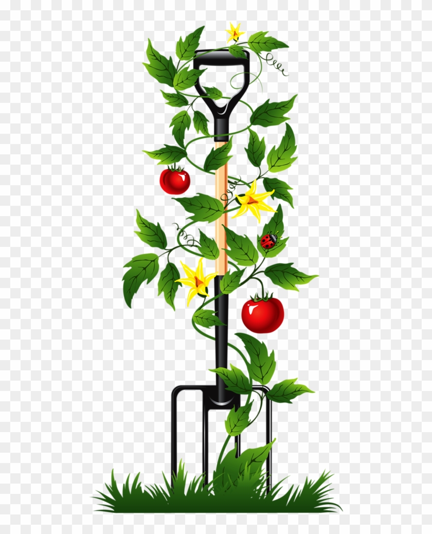 Album - Tomato Vine Vector Png #33851