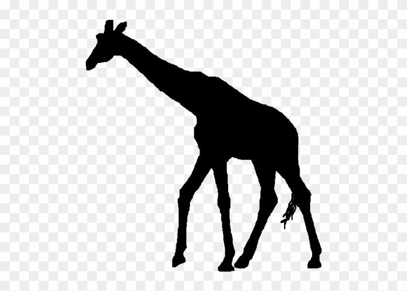 Giraffe Head Silhouette Clip - Giraffe #34857