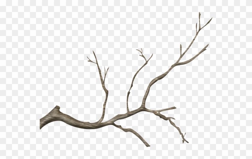 Wg-24 - Real Tree Branch Png #35021