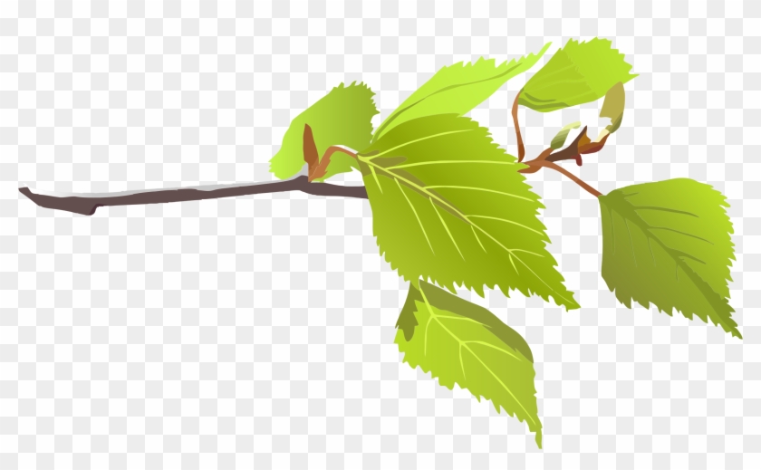 Clipart - Branch With Leaves Png #35025