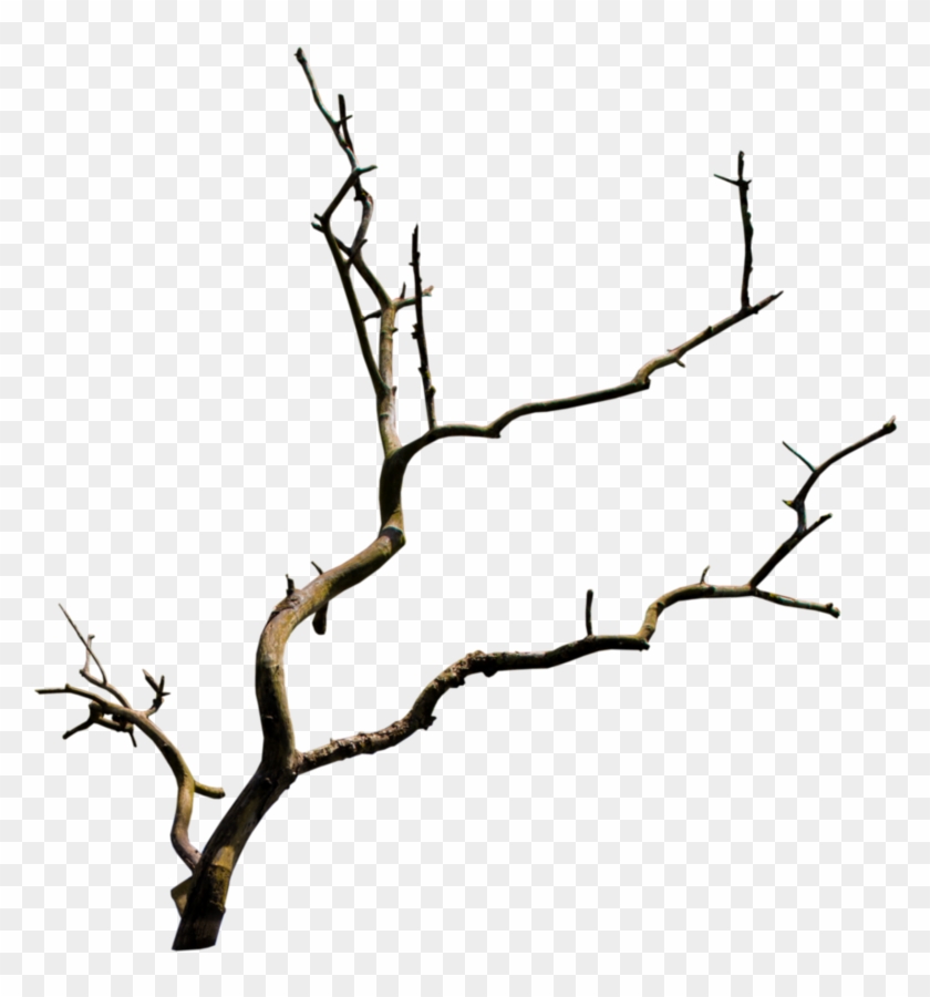 Branch Tree Clip Art - Branch Tree Clip Art #35327