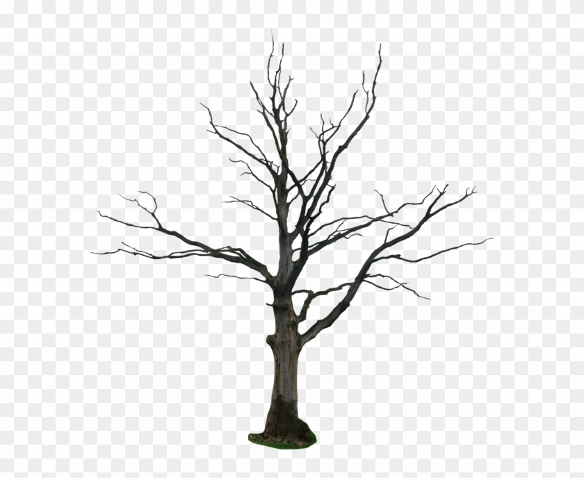 Tree Drawing Snag Clip Art - Tree Drawing Snag Clip Art #35553