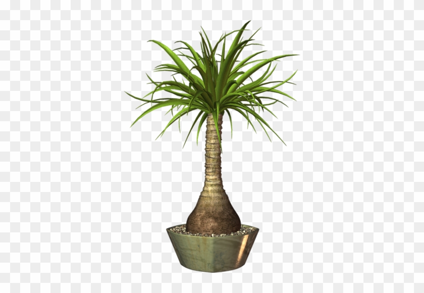 Album - Png Image For Pot Plant #35614