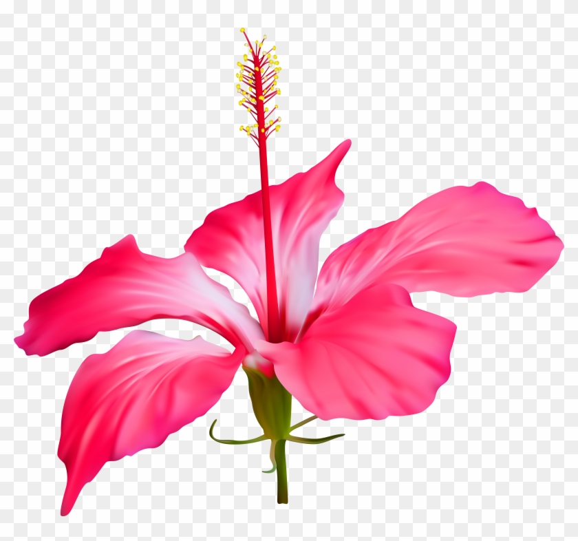 Shoeblackplant Floral Design Flower Petal Weighing - Hibiscus Flower Transparent Background #35735