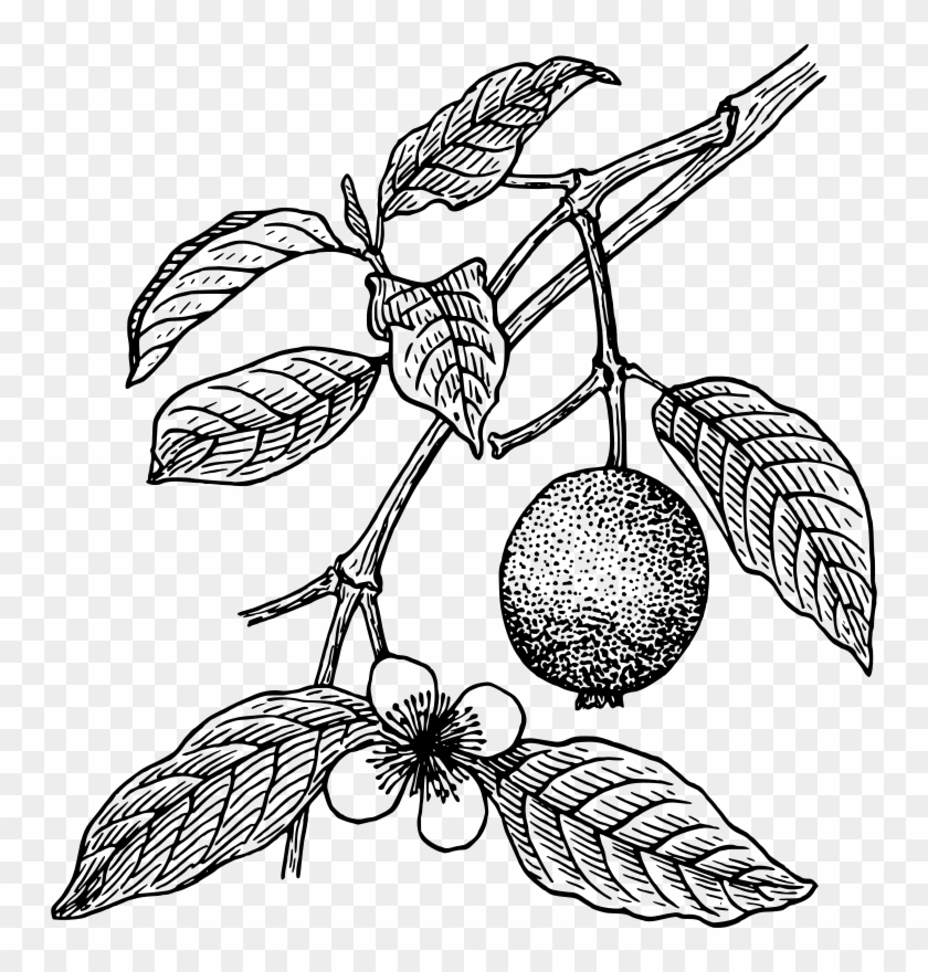 1 Guava Leaves Black And White Free Transparent Png Clipart Images Download Yellow guavas, guava fruit, guava file, food, orange png. 1 guava leaves black and white free