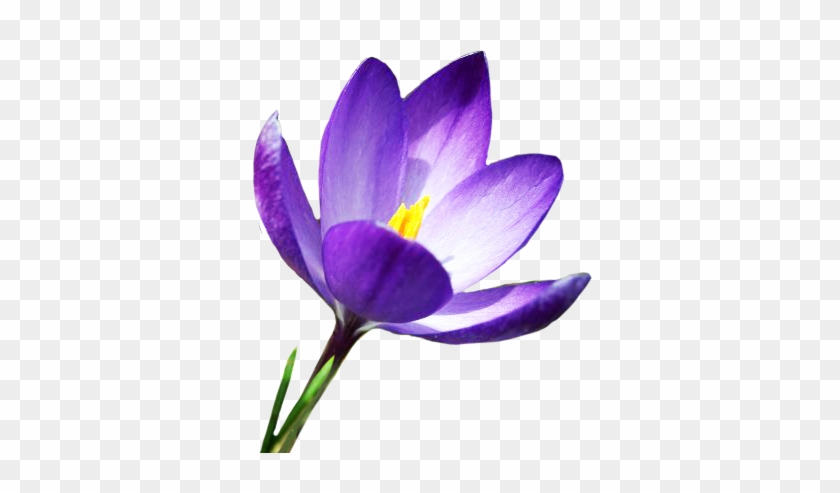 Blue Crocus In Spring - Early Spring Flowers Clipart #203975