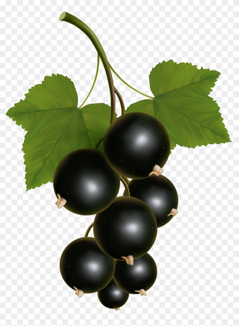 Currants Clipart Grape Vine - Currants Clipart Grape Vine #206722