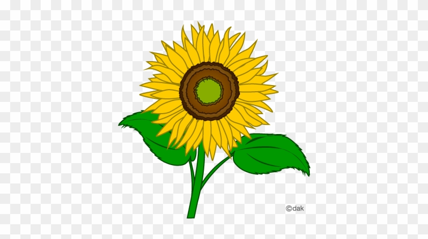 Fresh Clipart Sunflower Flower Clip Art Clipart Free - Clipart Image Of Sunflower #1310237