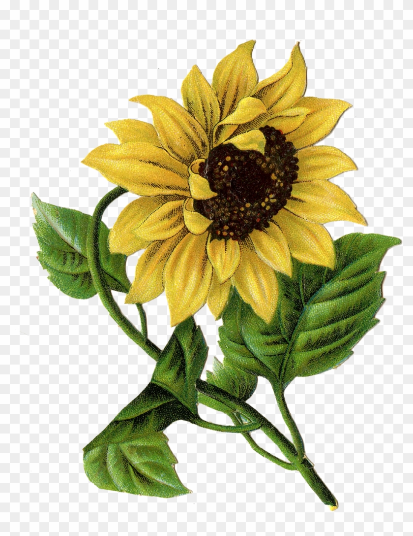 This Site Contains All Info About Vintage Sunflower - Sunflower Illustration #1310246