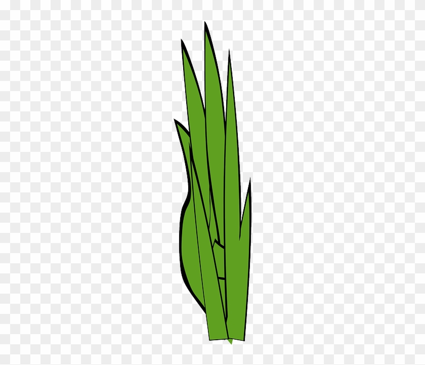 Gramineous Plant Blades Of Grass, Grass, Weed, Gramineous - Ot Cızımı #1310427