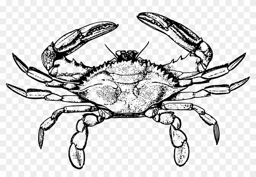 Crab3 Bclipart - Blue Crab Line Art #1311148