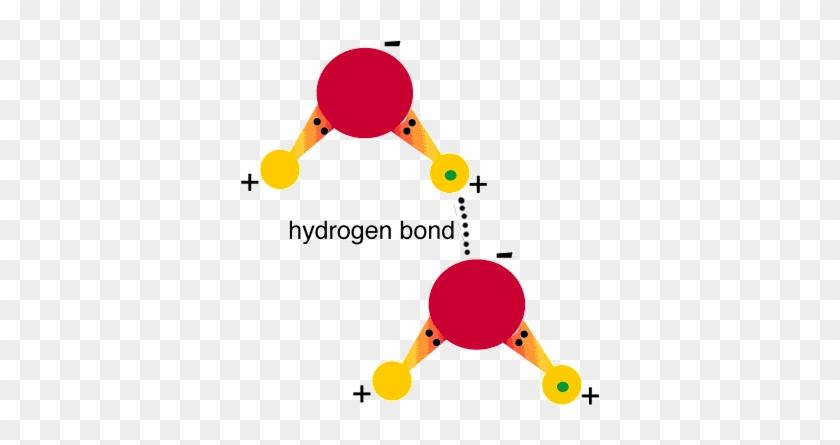 Do Hydrogen Bonds Form #1311520