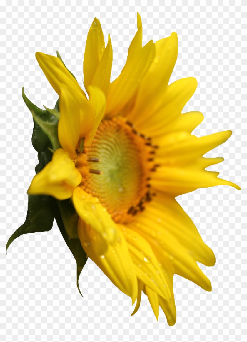 Sunflower Png #1312146