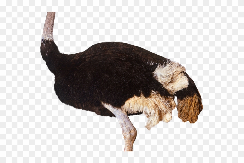 Emu Clipart Transparent - Ostrich Png #1312328