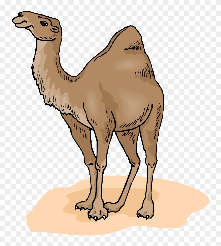 camels in desert clipart