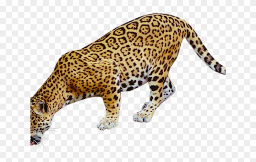 Jaguar Clipart Real Jaguar Animal Free Transparent Png Clipart