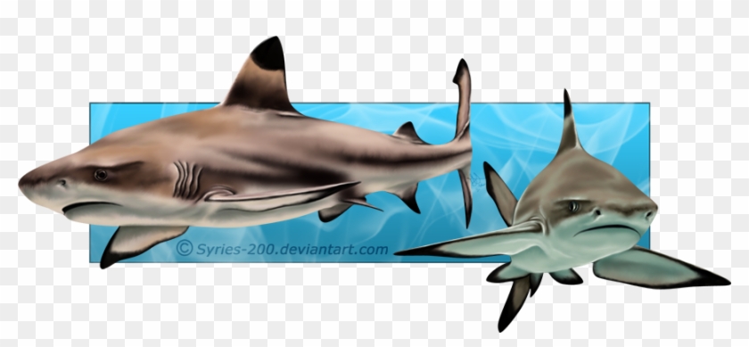 Blacktip Reef Sharks By Nioell On Deviantart - Black Tip Shark Drawing #1314106