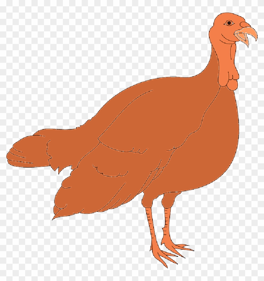 Thanksgiving, Turkey, Bird, Wings, Animal, Feathers - Clip Art #1314930