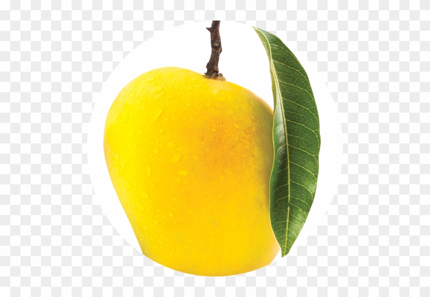 Mango - Mango #1315054