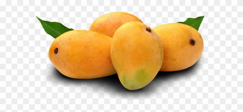 Organic Alphonso Mango - Alphonso Mango #1315166