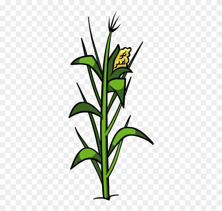 Clipart - Corn - Corn Plant Png #1315584