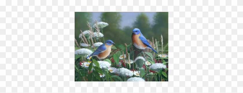 Lacey Blues Eastern Bluebirds Limited Edition Print - Eastern Bluebird #1315901