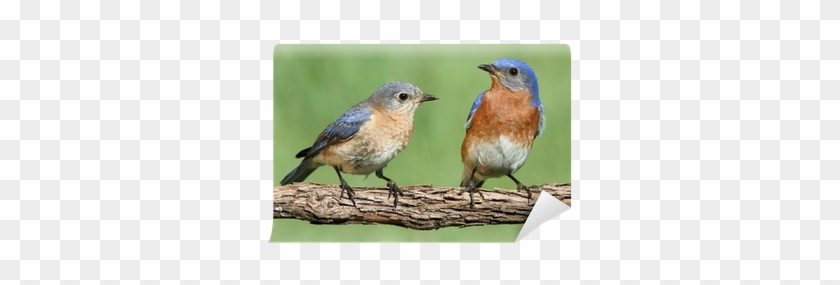 Eastern Bluebird #1315903