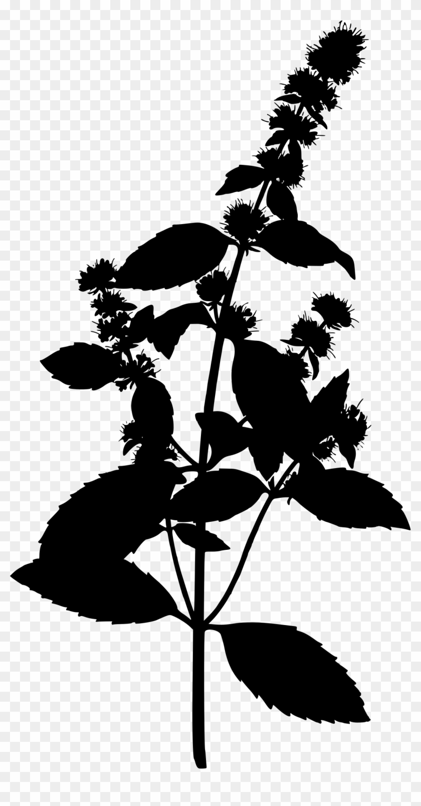 Big Image - Peppermint Botanical Illustration #1317012