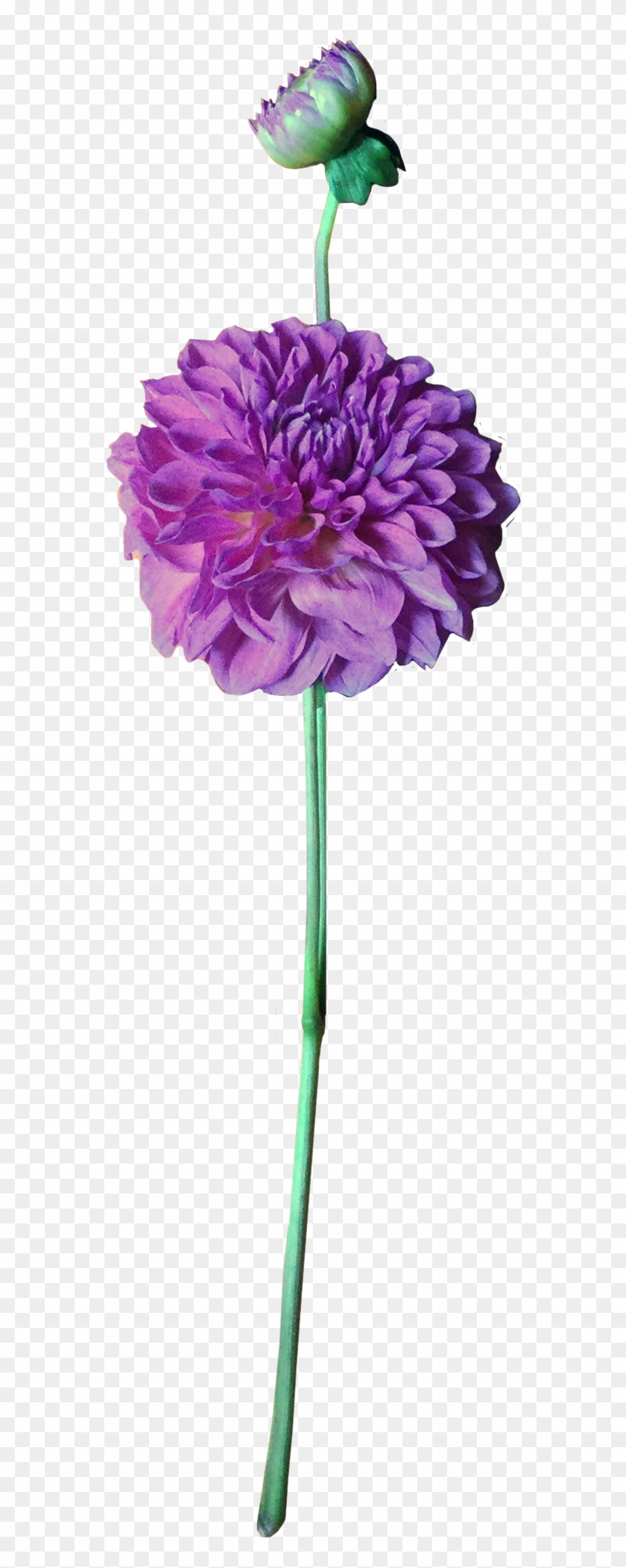 Purple Dahlia - Dahlia #1317135