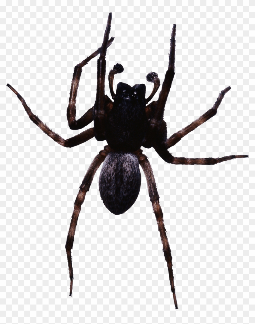 Large Black Spider - Leg Mechanism Of A Spider #1317580