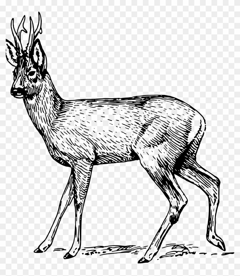 Roe Deer Musk Deers Clip Art - Roe Deer Clip Art #1317988
