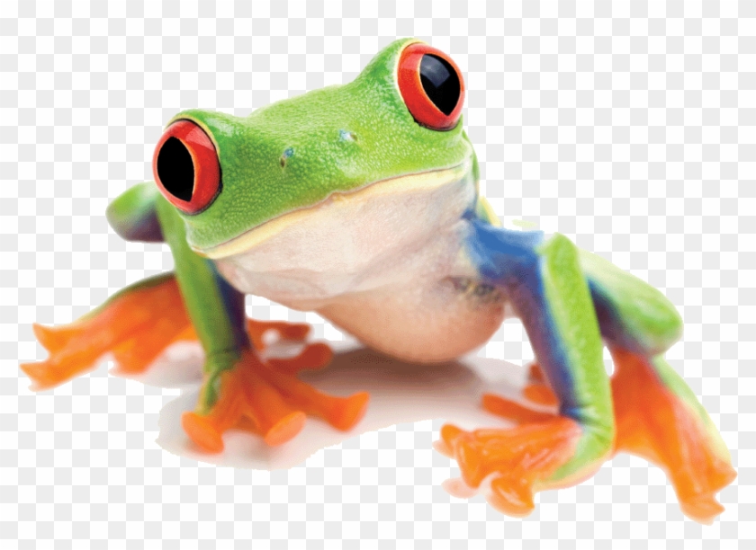 Red Eyed Tree Frog Png #1318418