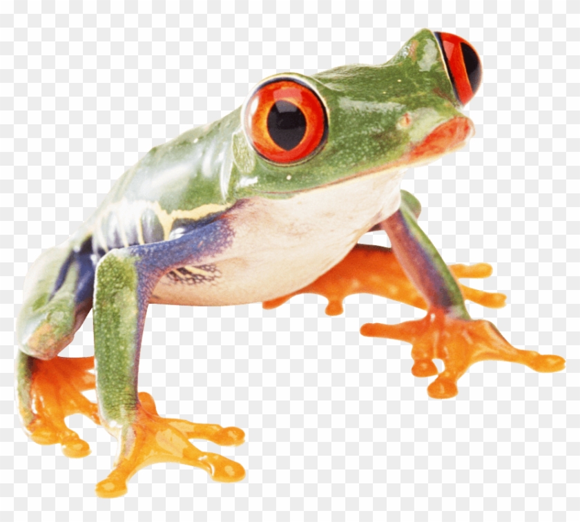 Free Png Frog Png Images Transparent - Amphibians Png #1318454