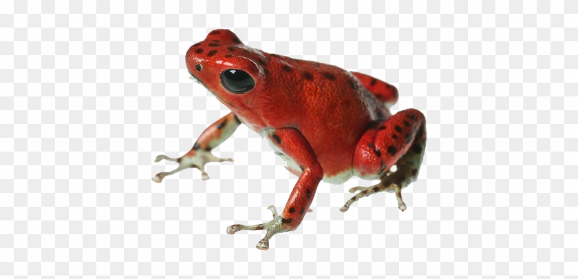 Strawberry Poison Dart Frog Png #1318478