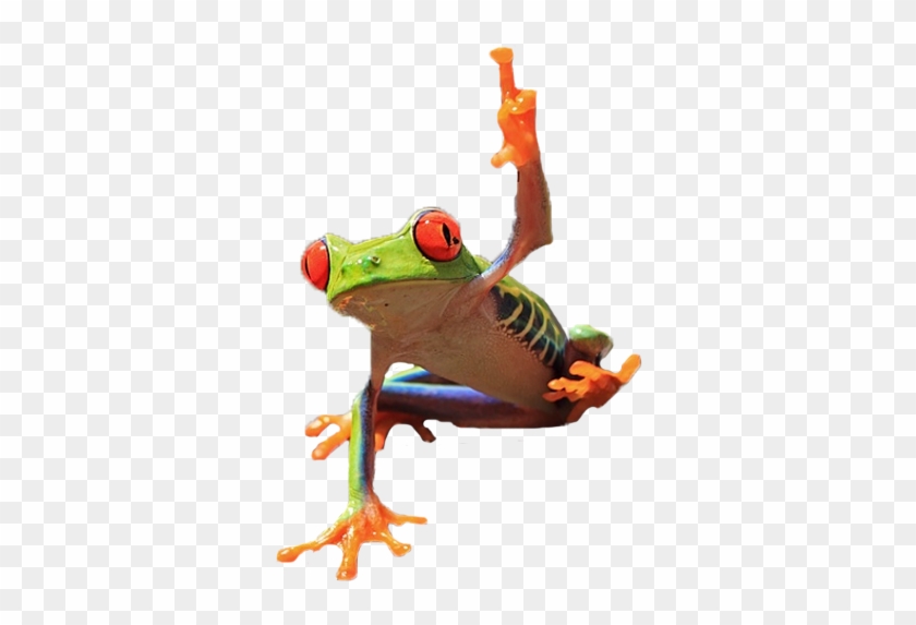 Frog Flipping Off Camera - Toad #1318479