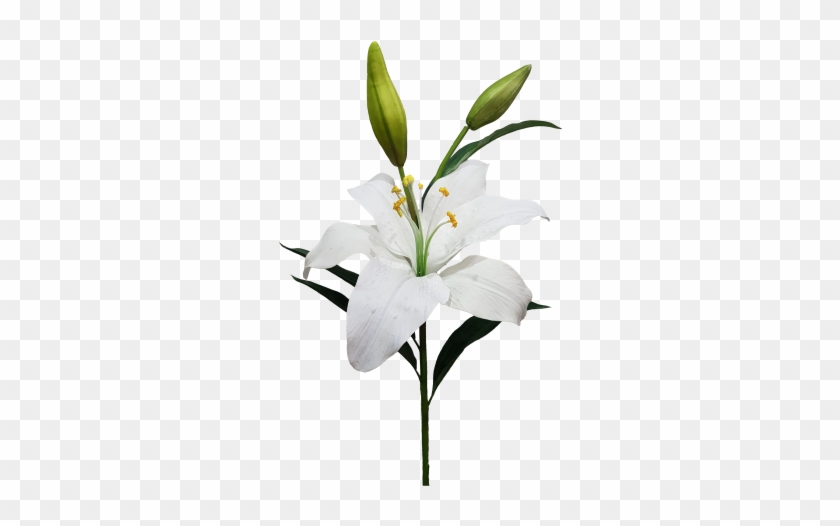 Giant White Casablanca Lily - Ixia #1319022
