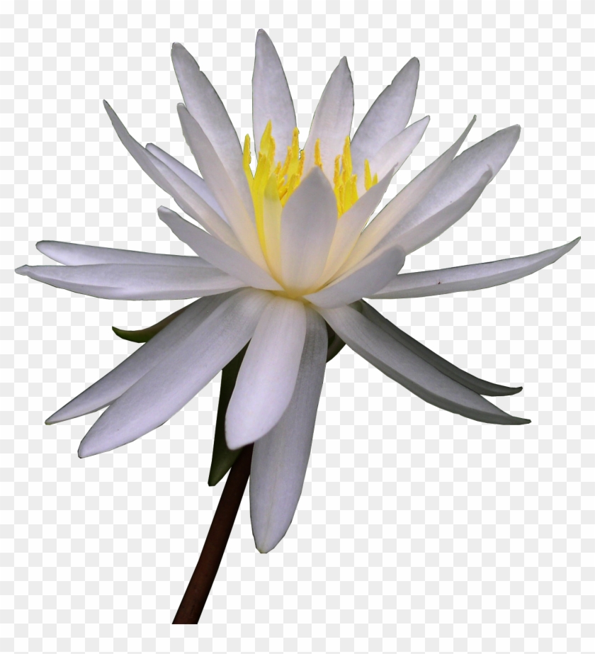 Посмотреть Jpg - Lily White Flower Watercolor #1319025