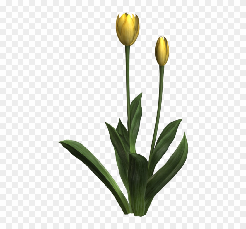 Joelle Goodoldfarm Element82 - Lady Tulip #1319035