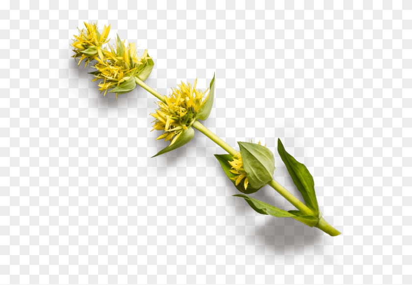 Gentiana Lutea L - Gelber Enzian Png #1319040