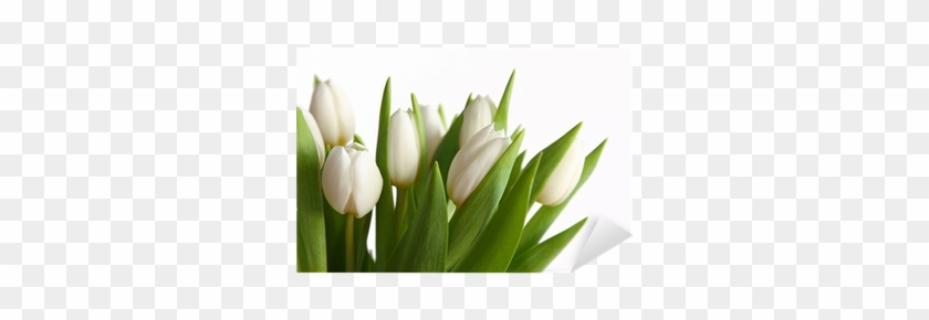 Vinilo Pixerstick Tulipanes Blancos Bouquet • Pixers® - Lady Tulip #1319044