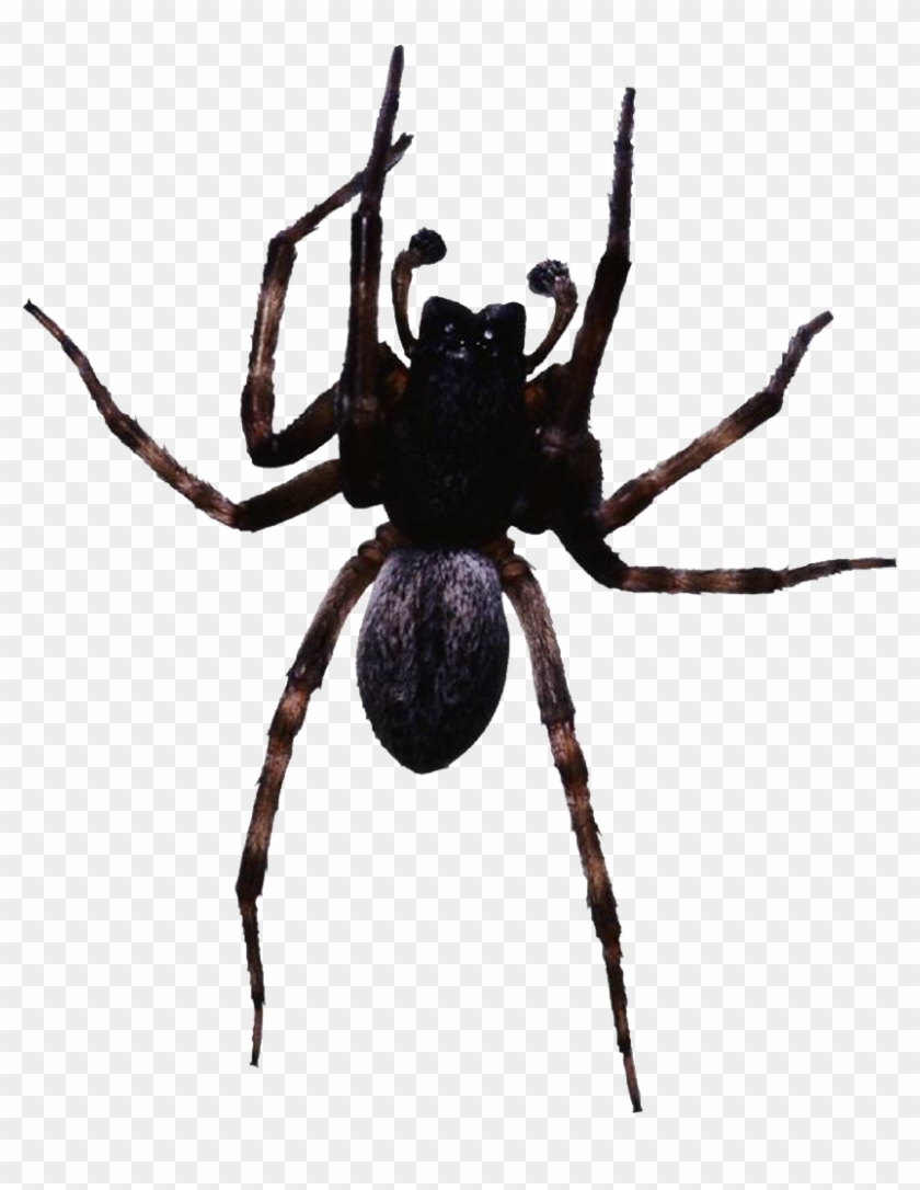 Spider Web Clip Art - Leg Mechanism Of A Spider #1319430