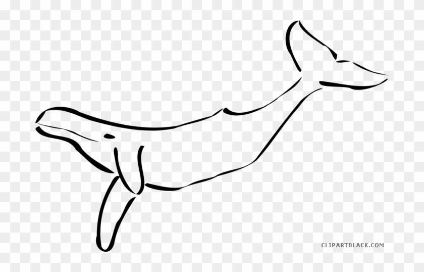 Whale Outline Animal Free Black White Clipart Images - Outline Of A Whale #1319561