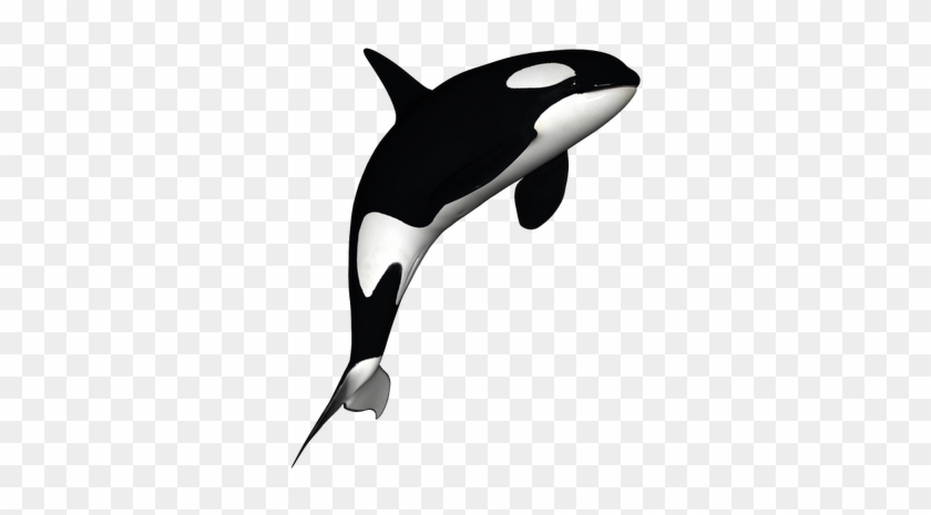 Orca Clipart Outline - Killer Whale White Background #1319562
