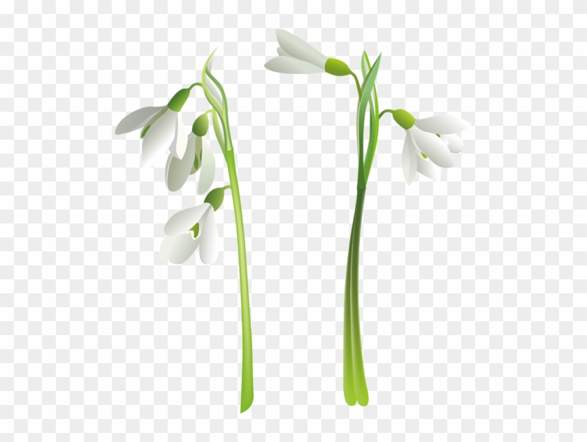 Snowdrops - Flower Vector #1320986